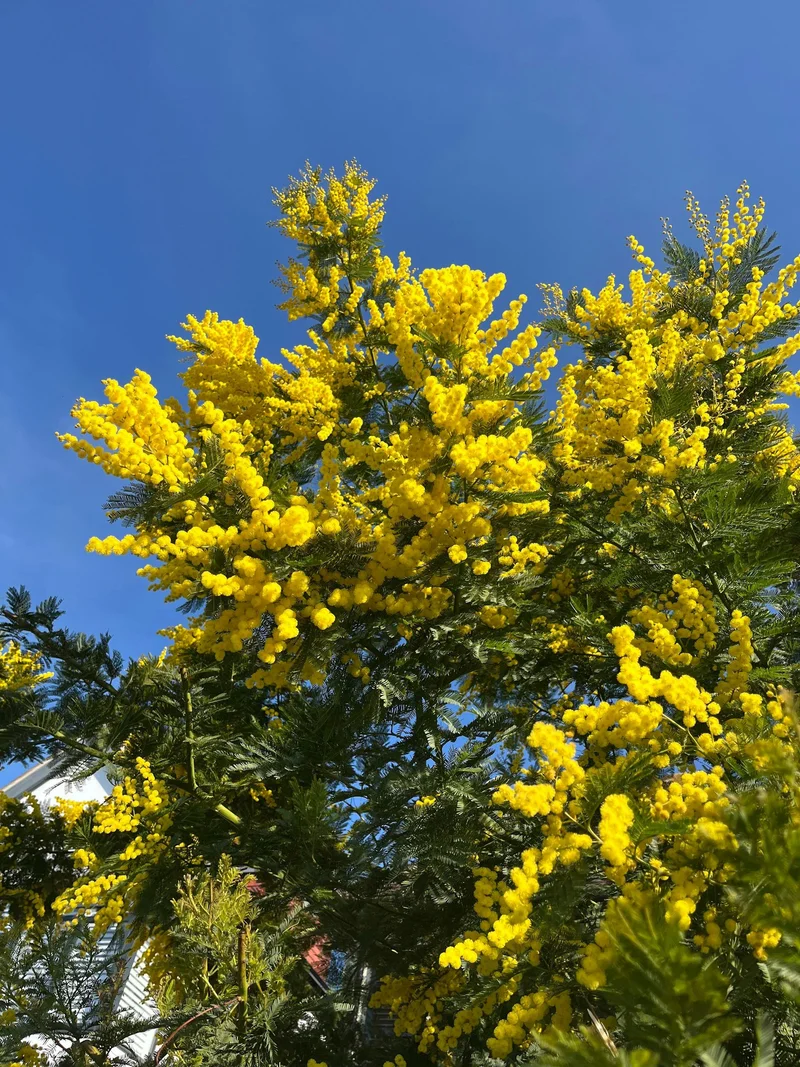Golden mimosa blossoms against a clear blue sky